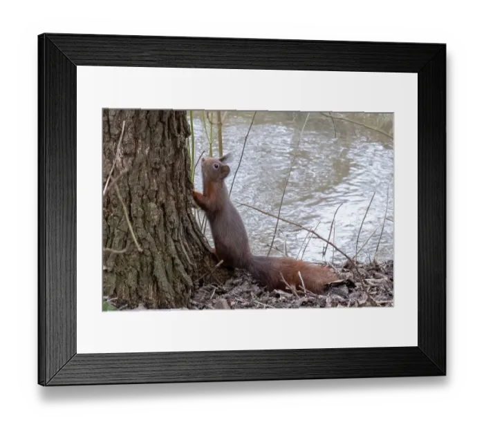 Framed Print : Borken, NRW, Germany, red squirrel standing at the base of a tree overlooking a flowing river