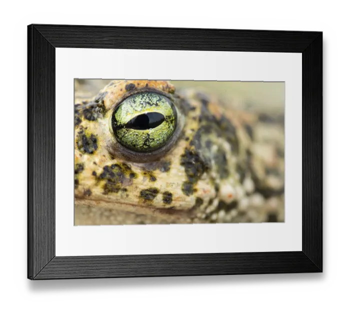 Framed Print : A stunning close-up of a natterjack toad's eye showcases its intricate patterns Framed Print : A stunning close-up of a natterjack toad's eye showcases its intricate patterns