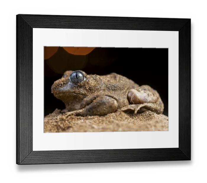 Framed Print : A close-up of the common spadefoot toad Framed Print : A close-up of the common spadefoot toad