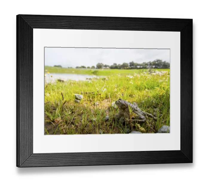 Framed Print : A natterjack toad, Epidalea calamita