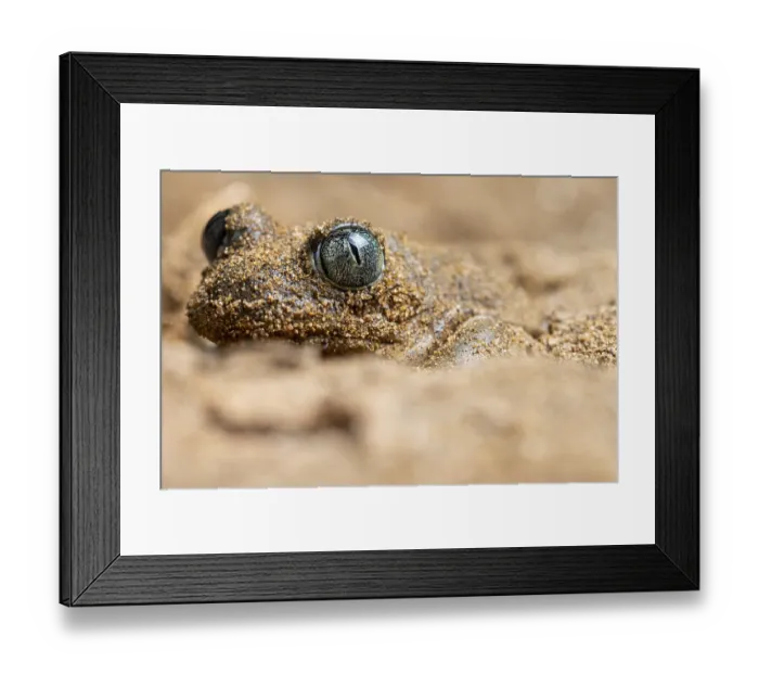 Framed Print : A close-up image of a common spadefoot toad