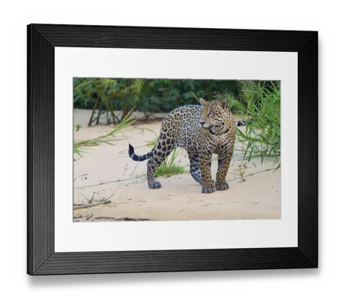 Framed Print : A jaguar attentively observes its surroundings in its natural habitat