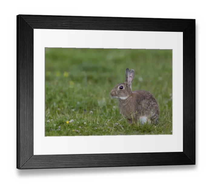 Framed Print : This wild rabbit (Oryctolagus cuniculus) buck has a well-healed ear injury