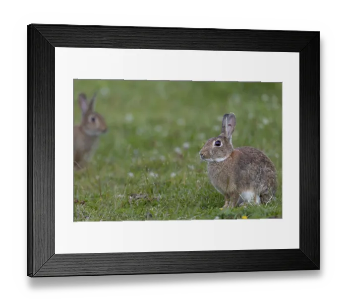 Framed Print : A wild rabbit (Oryctolagus cuniculus) cautiously approaches an adult buck