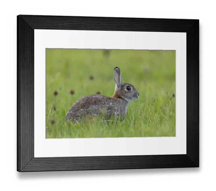 Framed Print : A wild rabbit (Oryctolagus cuniculus) secures attention