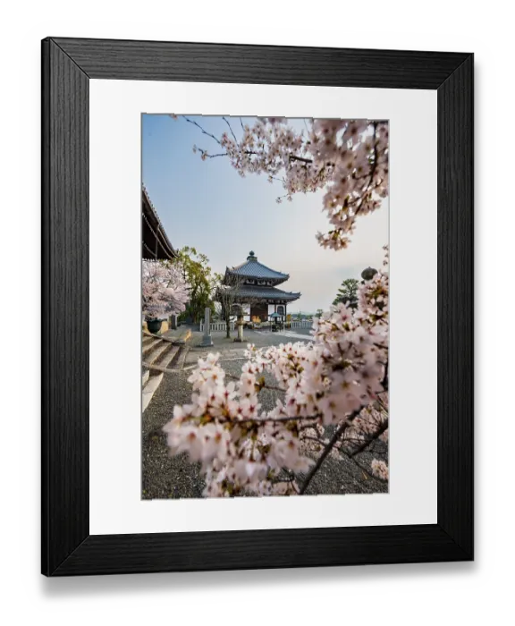 Framed Print : Cherry blossom at Buddhist temple