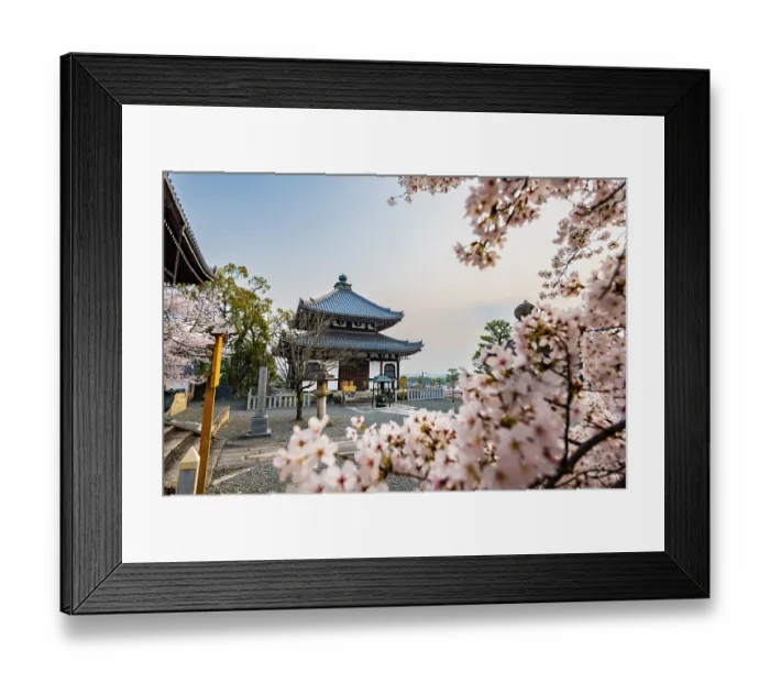 Framed Print : Cherry blossom at Buddhist temple Framed Print : Cherry blossom at Buddhist temple