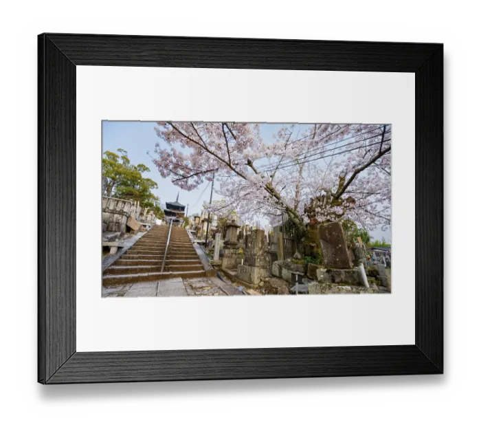 Framed Print : Cemetery and cherry blossom at sunset