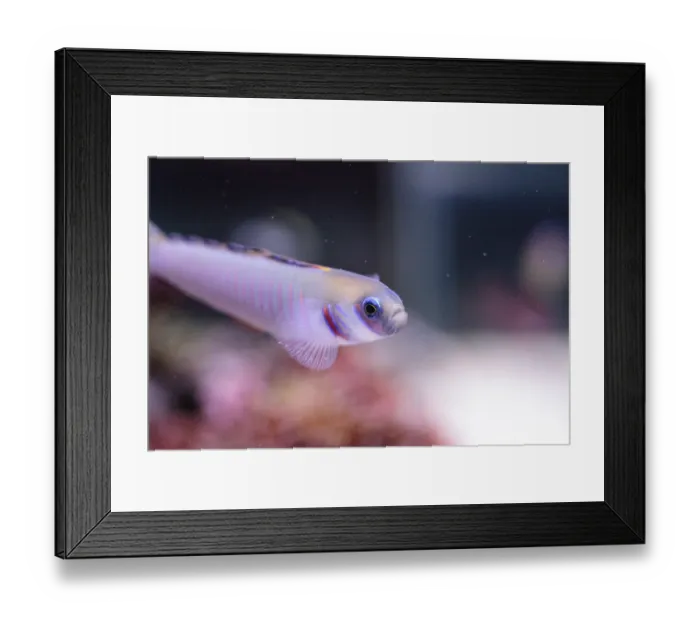 Framed Print : Shotsilk goby Ptereleotris zebra darts around a coral reef aquarium Framed Print : Shotsilk goby Ptereleotris zebra darts around a coral reef aquarium