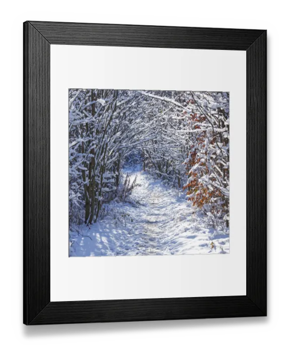 Framed Print : Footpath in the forest between the snow covered trees and tree trunks on a cold day Framed Print : Footpath in the forest between the snow covered trees and tree trunks on a cold day