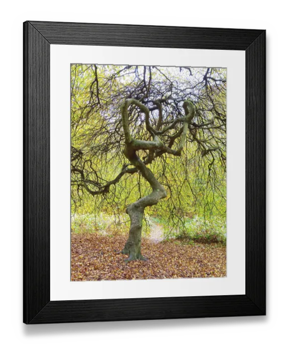 Framed Print : Beech tree with beautiful shape in the witch forest on the Rugen island Beech tree with beautiful shape Framed Print : Beech tree with beautiful shape in the witch forest on the Rugen island Beech tree with beautiful shape