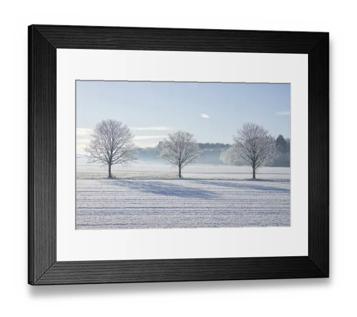 Framed Print : Three frosty white trees in a row against the forest and fields and blue sky