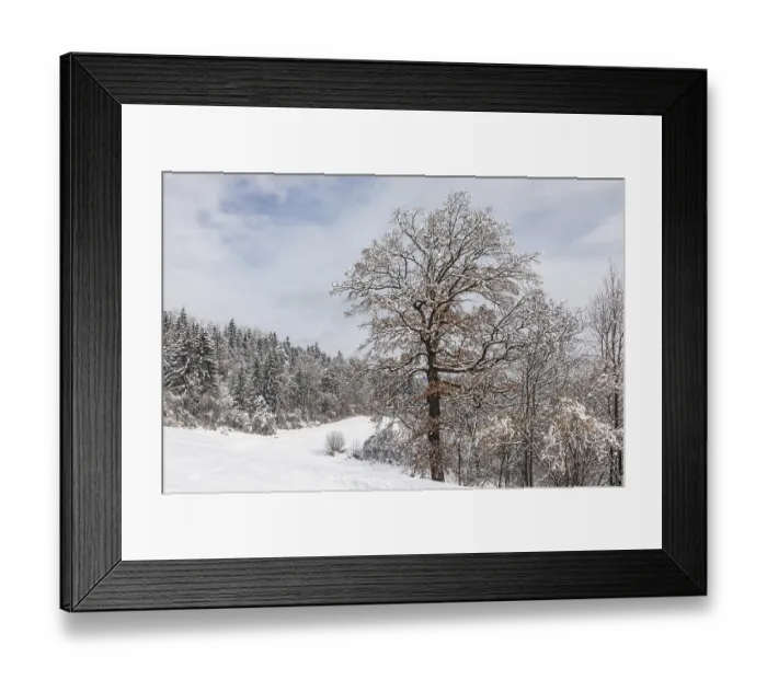 Framed Print : Winter atmosphere on the edge of the forest Framed Print : Winter atmosphere on the edge of the forest