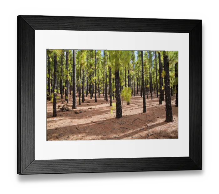 Framed Print : Tranquil pine forest scene in El Tanque