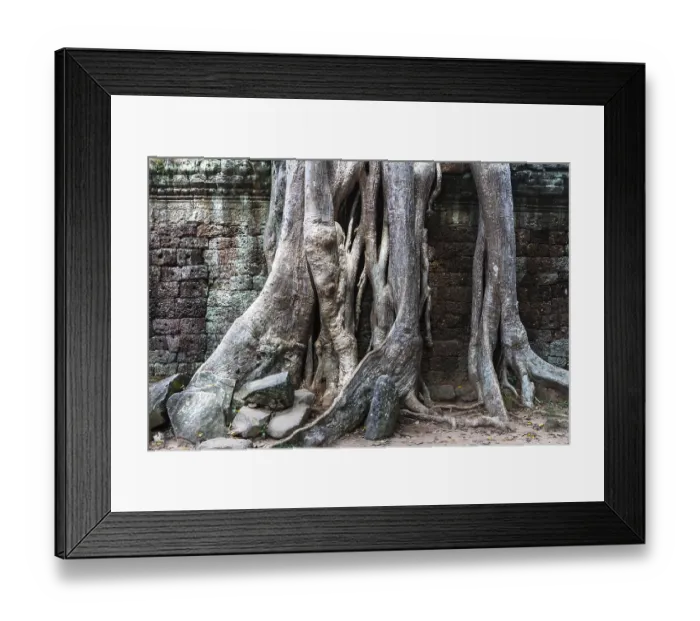 Framed Print : Temple ruins of Ta Prohm with giant banyan tree