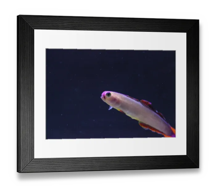 Framed Print : Purple cap firefish, Nemateleotris decora