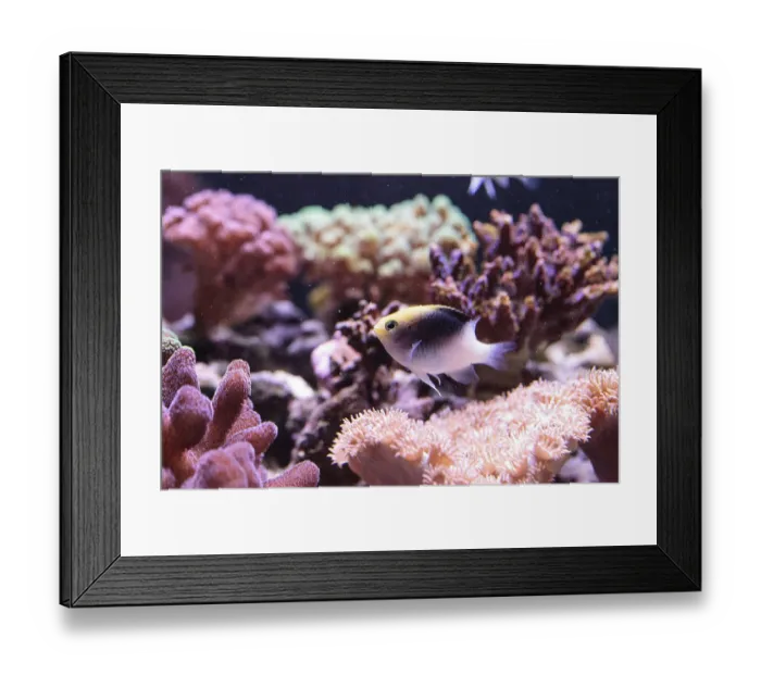 Framed Print : Fiji Yellow Head damsel Chrysiptera rollandi on a coral reef