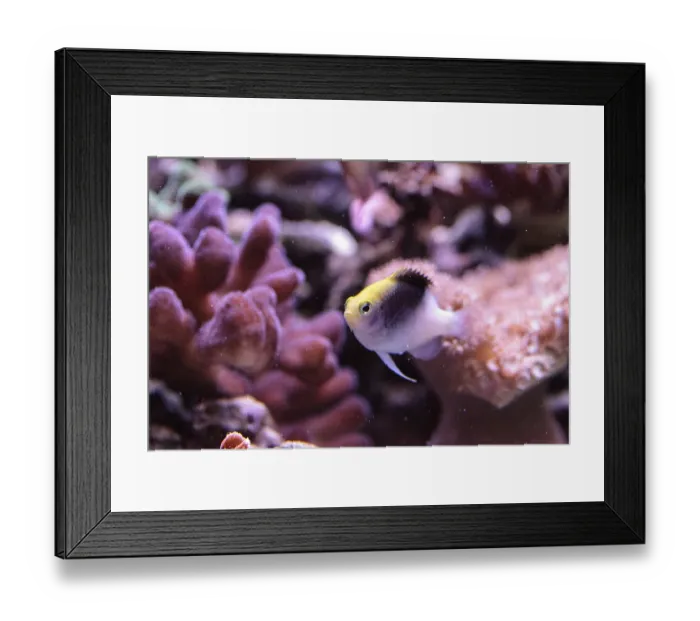 Framed Print : Fiji Yellow Head damsel Chrysiptera rollandi on a coral reef