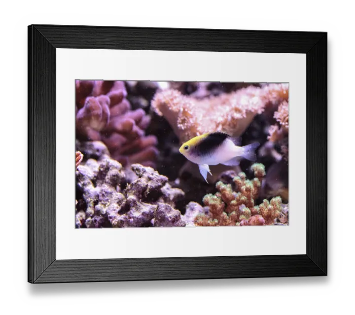 Framed Print : Fiji Yellow Head damsel Chrysiptera rollandi on a coral reef