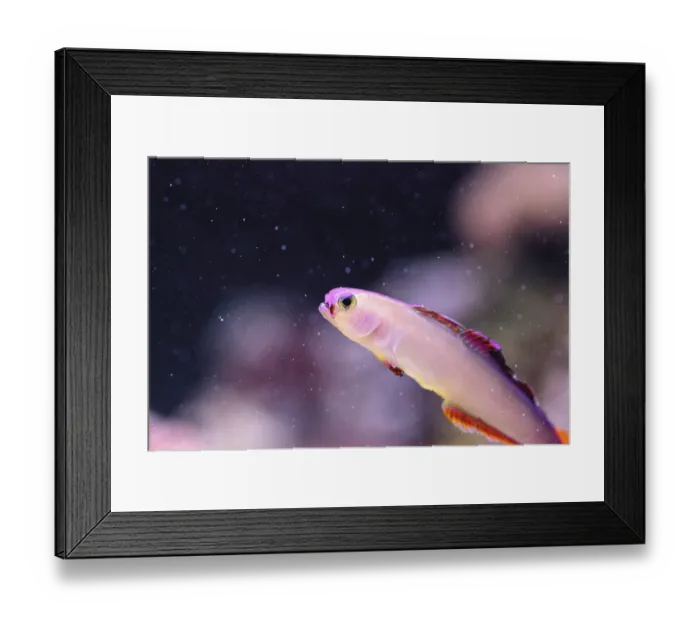 Framed Print : Purple cap firefish, Nemateleotris decora