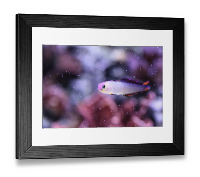 Framed Print : Purple cap firefish, Nemateleotris decora