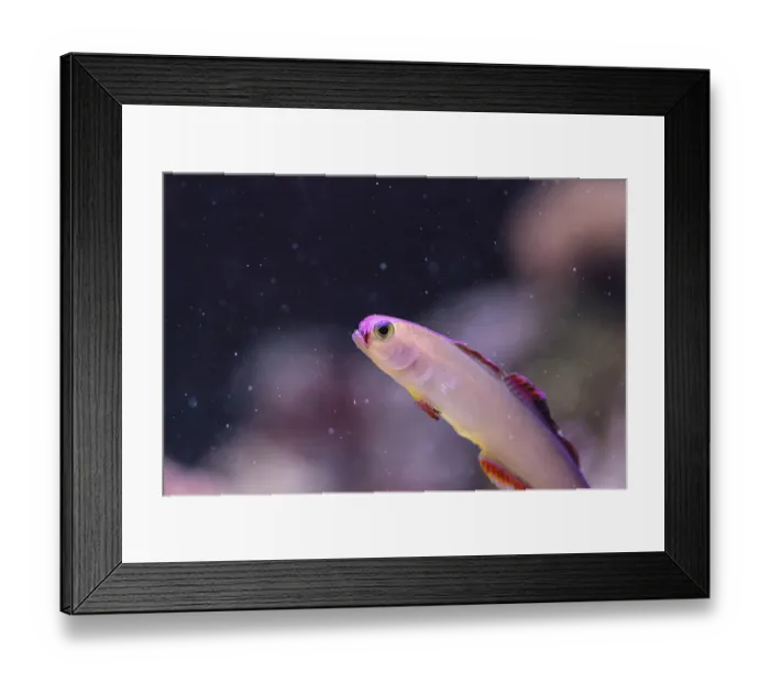 Framed Print : Purple cap firefish, Nemateleotris decora