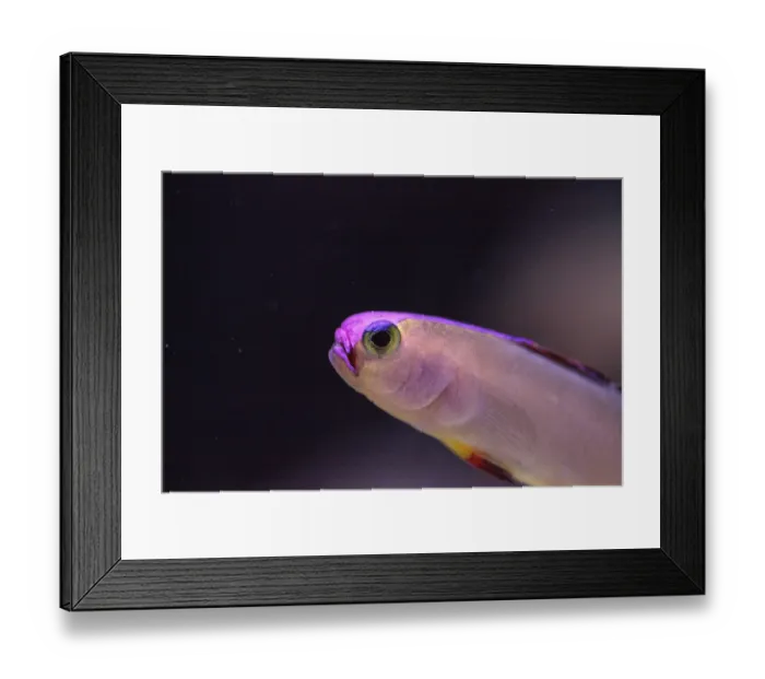 Framed Print : Purple cap firefish, Nemateleotris decora Framed Print : Purple cap firefish, Nemateleotris decora