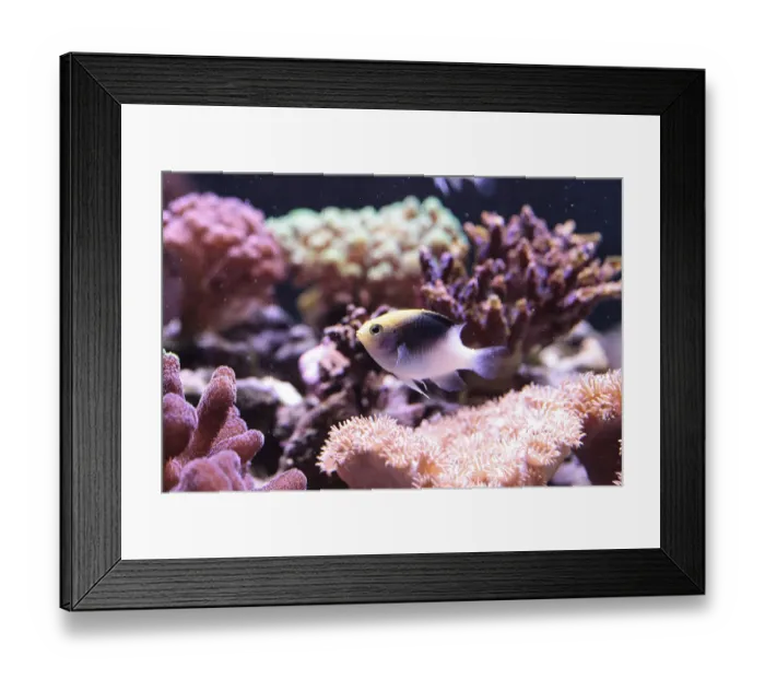 Framed Print : Fiji Yellow Head damsel Chrysiptera rollandi on a coral reef