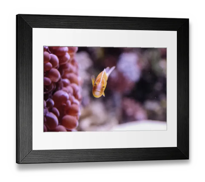 Framed Print : Orange skunk clownfish called Amphiprion perideraion is a species of anemonefish found in Australia