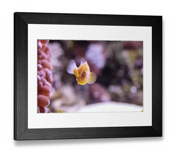 Framed Print : Orange skunk clownfish called Amphiprion perideraion is a species of anemonefish found in Australia