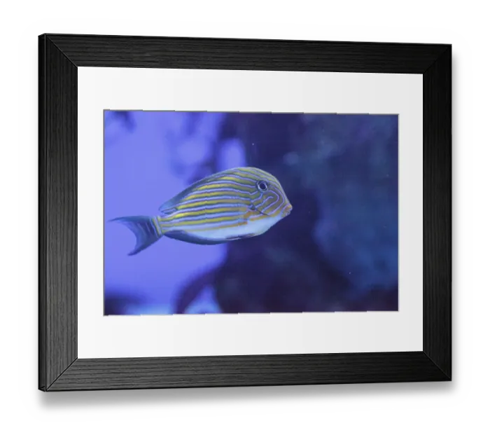 Framed Print : Striped surgeonfish Acanthurus lineatus swims on a coral reef