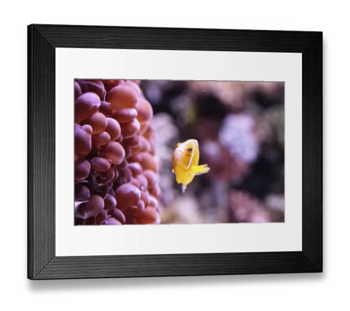 Framed Print : Orange skunk clownfish called Amphiprion perideraion is a species of anemonefish found in Australia Framed Print : Orange skunk clownfish called Amphiprion perideraion is a species of anemonefish found in Australia
