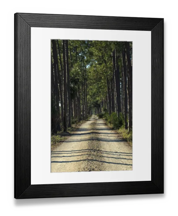 Framed Print : Tree-lined wooded road headed into a marsh at the Fred C