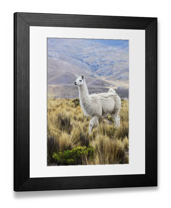 Framed Print : Beautiful lama in a pasture in the mountains Framed Print : Beautiful lama in a pasture in the mountains