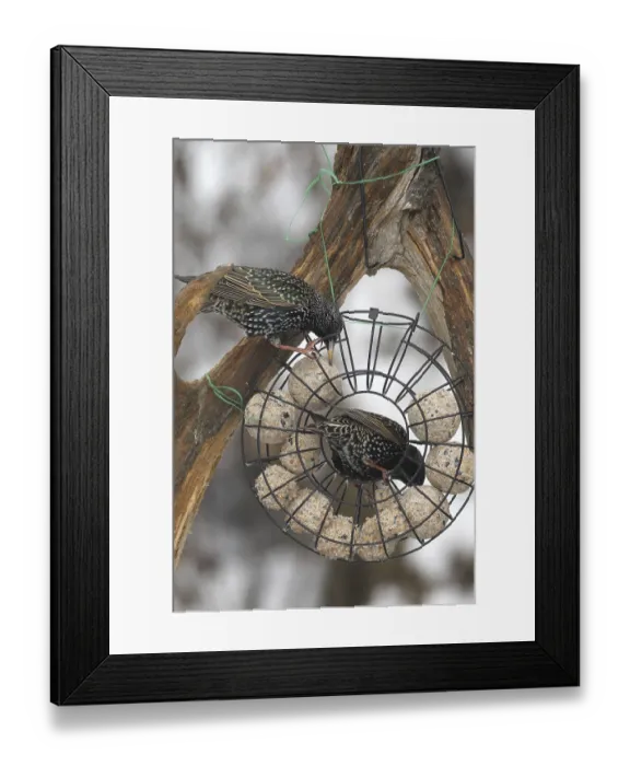 Framed Print : Starling (Sturnus vulgaris) at winter feeding in the forest Framed Print : Starling (Sturnus vulgaris) at winter feeding in the forest