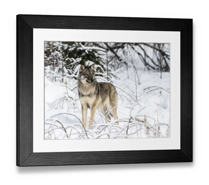 Framed Print : Gray wolf, Canis lupus, standing towards camera Framed Print : Gray wolf, Canis lupus, standing towards camera