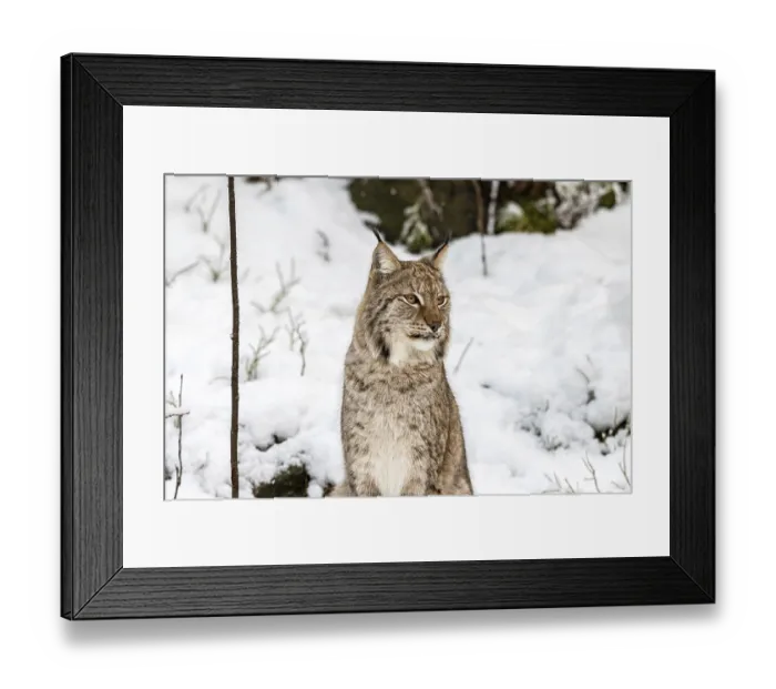 Framed Print : Eurasian lynx, Lynx lynx, sitting in the snow in Norway