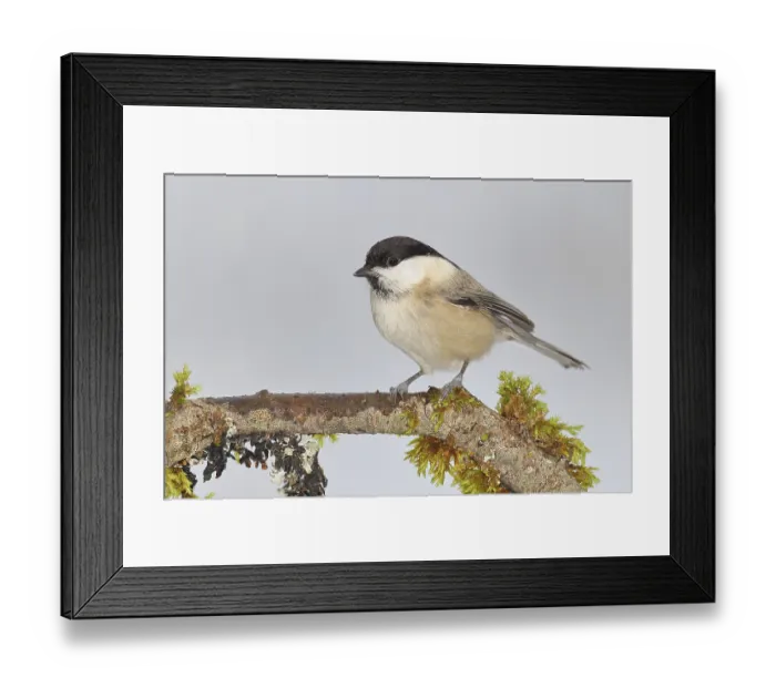 Framed Print : Willow Tit (Parus montanus), Willow Tit (Parus montanus) sitting on a branch overgrown with moss