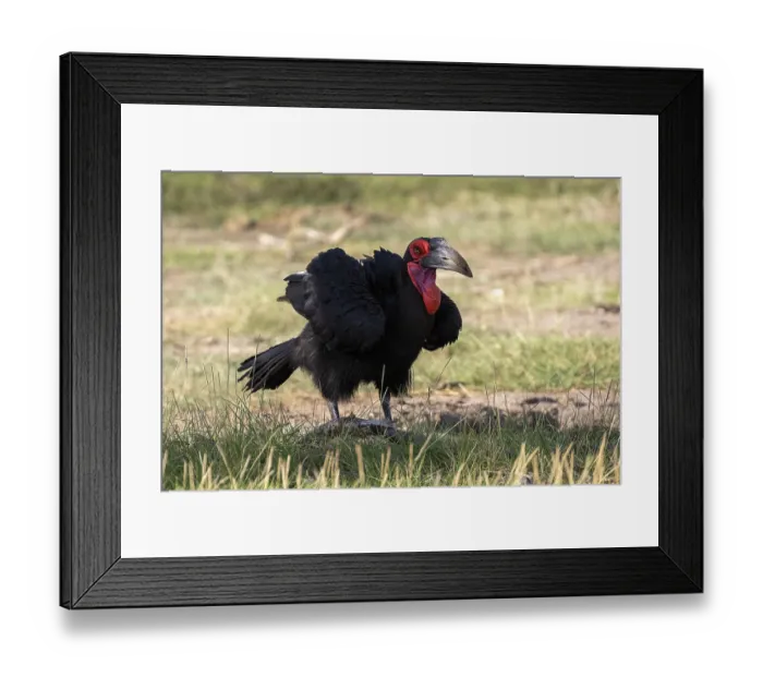 Framed Print : Southern ground hornbill (Bucorvus leadbeateri)