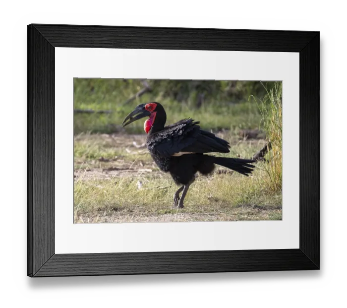 Framed Print : Southern ground hornbill (Bucorvus leadbeateri) Framed Print : Southern ground hornbill (Bucorvus leadbeateri)