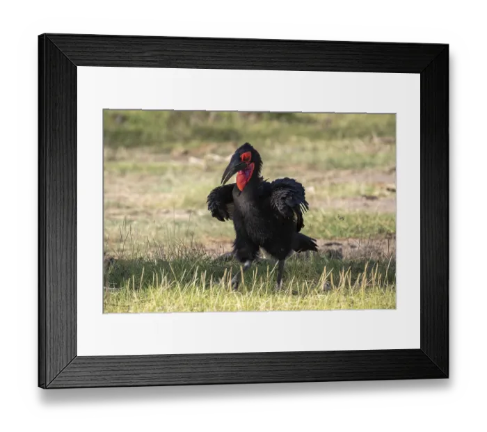 Framed Print : Southern ground hornbill (Bucorvus leadbeateri)