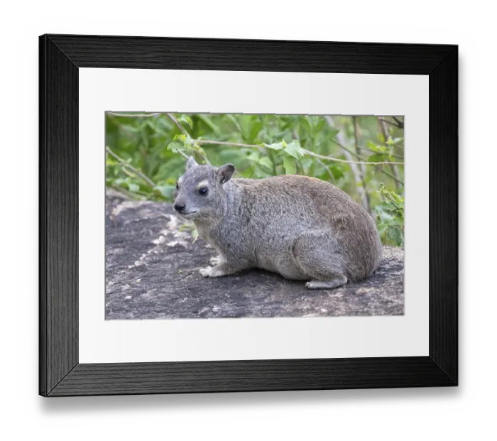 Framed Print : Rock hyrax (Procavia capensis)