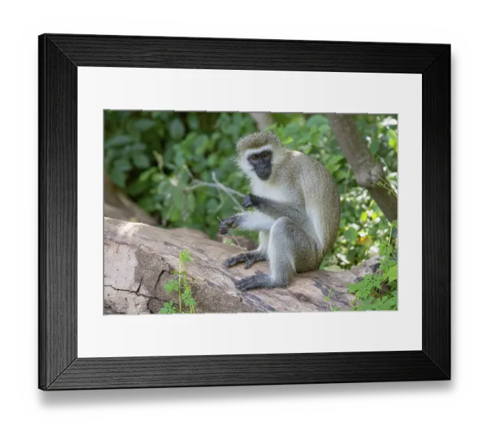 Framed Print : Vervet monkey (Chlorocebus), Lake Manyara National Park