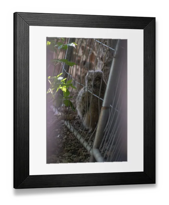 Framed Print : Eurasian Eagle-owl (Bubo bubo)