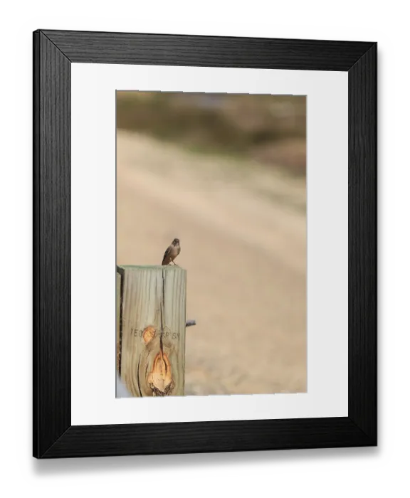 Framed Print : Grey Tree swallow bird, Tachycineta bicolor