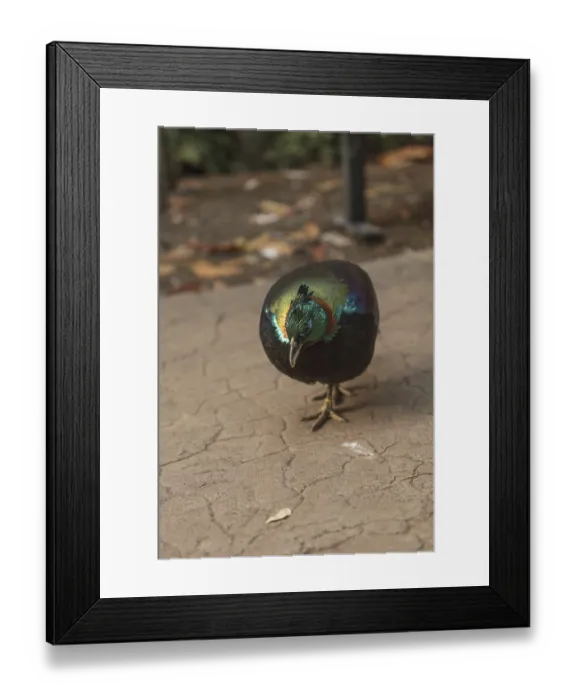 Framed Print : Himalayan Monal, Lophophorus impeyanus Framed Print : Himalayan Monal, Lophophorus impeyanus