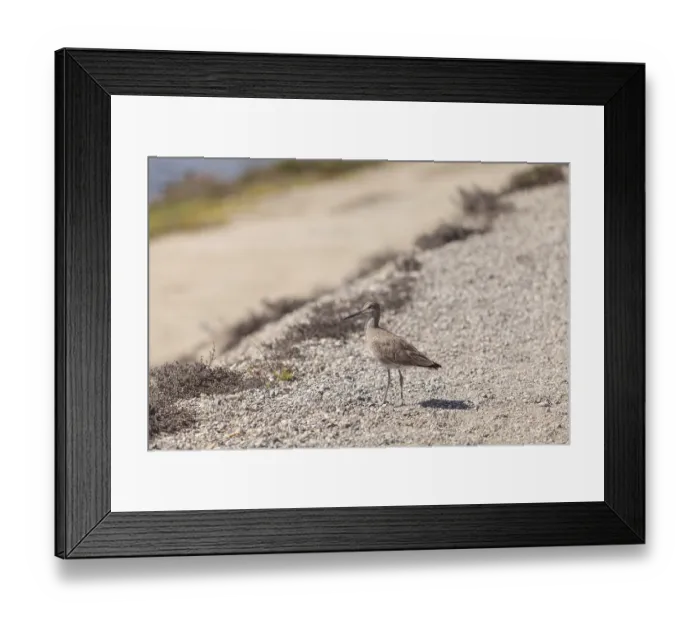 Framed Print : Long billed Dowitcher shorebird called Limnodromus scolopaceus foraging along the shoreline of a Southern California