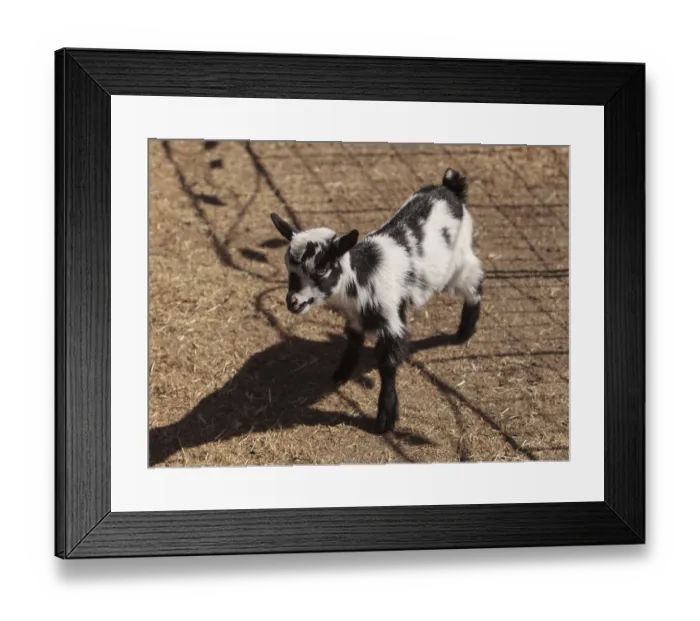 Framed Print : Black and white baby Nigerian dwarf goat with bright blue eyes at a small farm