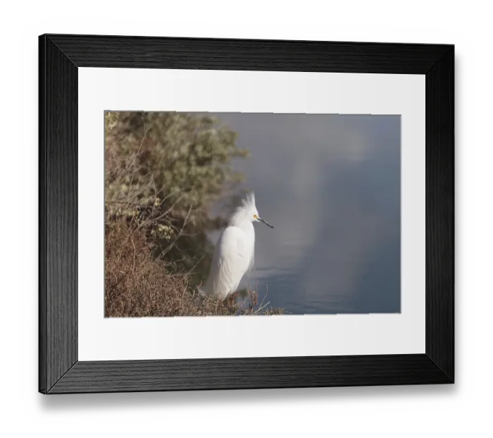 Framed Print : Snowy Egret, Egretta thula, bird forages in a marsh in Huntington Beach