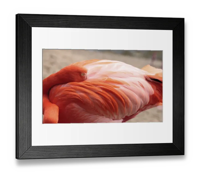 Framed Print : Pink Caribbean flamingo, Phoenicopterus ruber